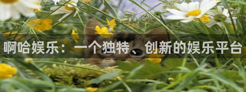 盛煌平台是什么平台